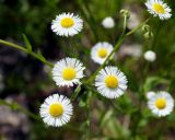 Erigeron annuus. Соцветия-корзинки. Амурская обл., Бурейский р-н, левый берег р. Бурея, между Нижнебурейской ГЭС и автомостом, под ЛЭП. 17.07.2016.