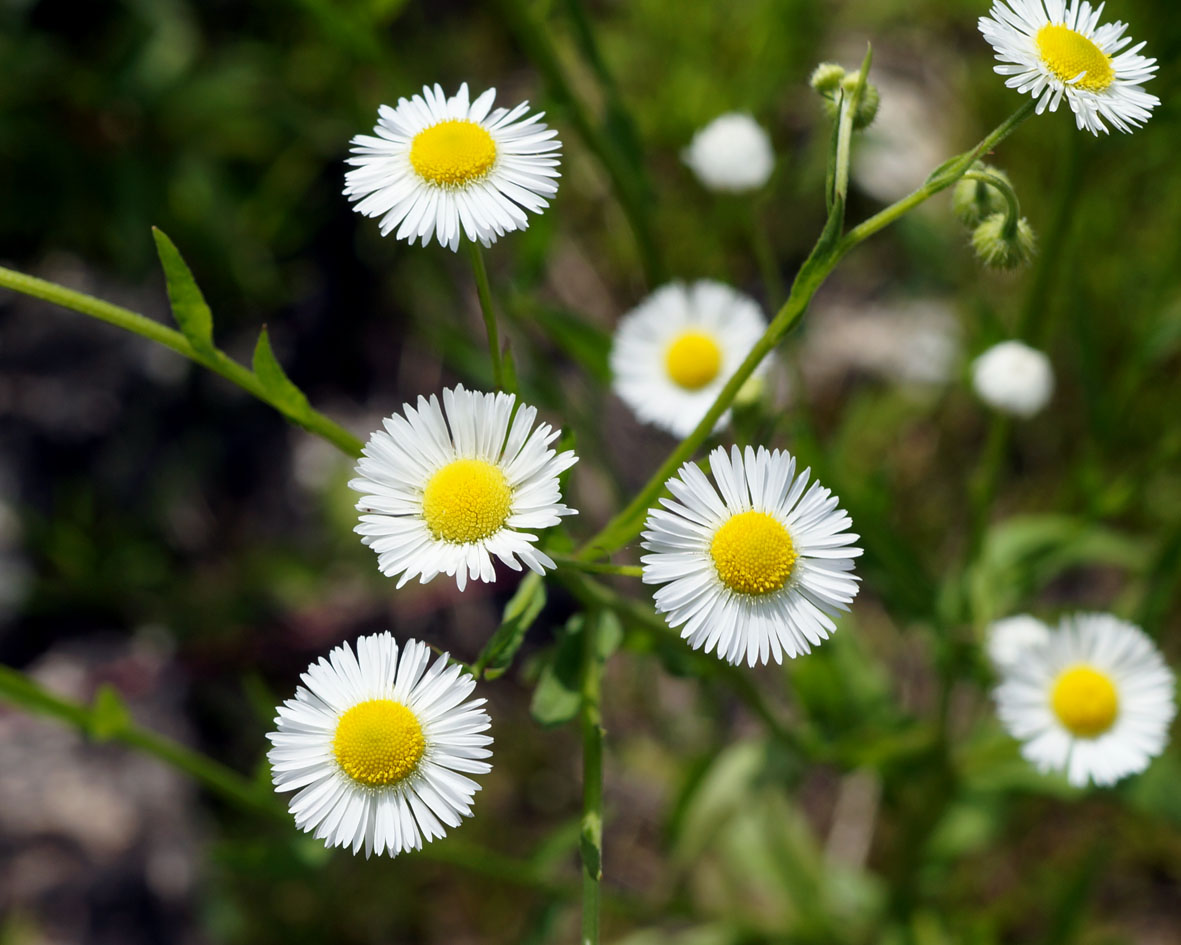 Изображение особи Erigeron annuus.