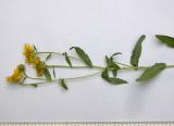 Inula caspica