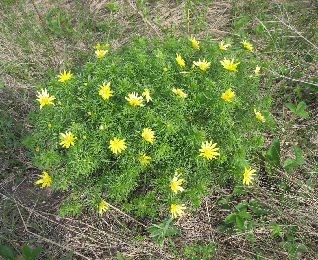 Изображение особи Adonis vernalis.