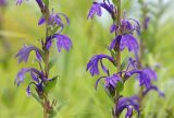 Lobelia sessilifolia