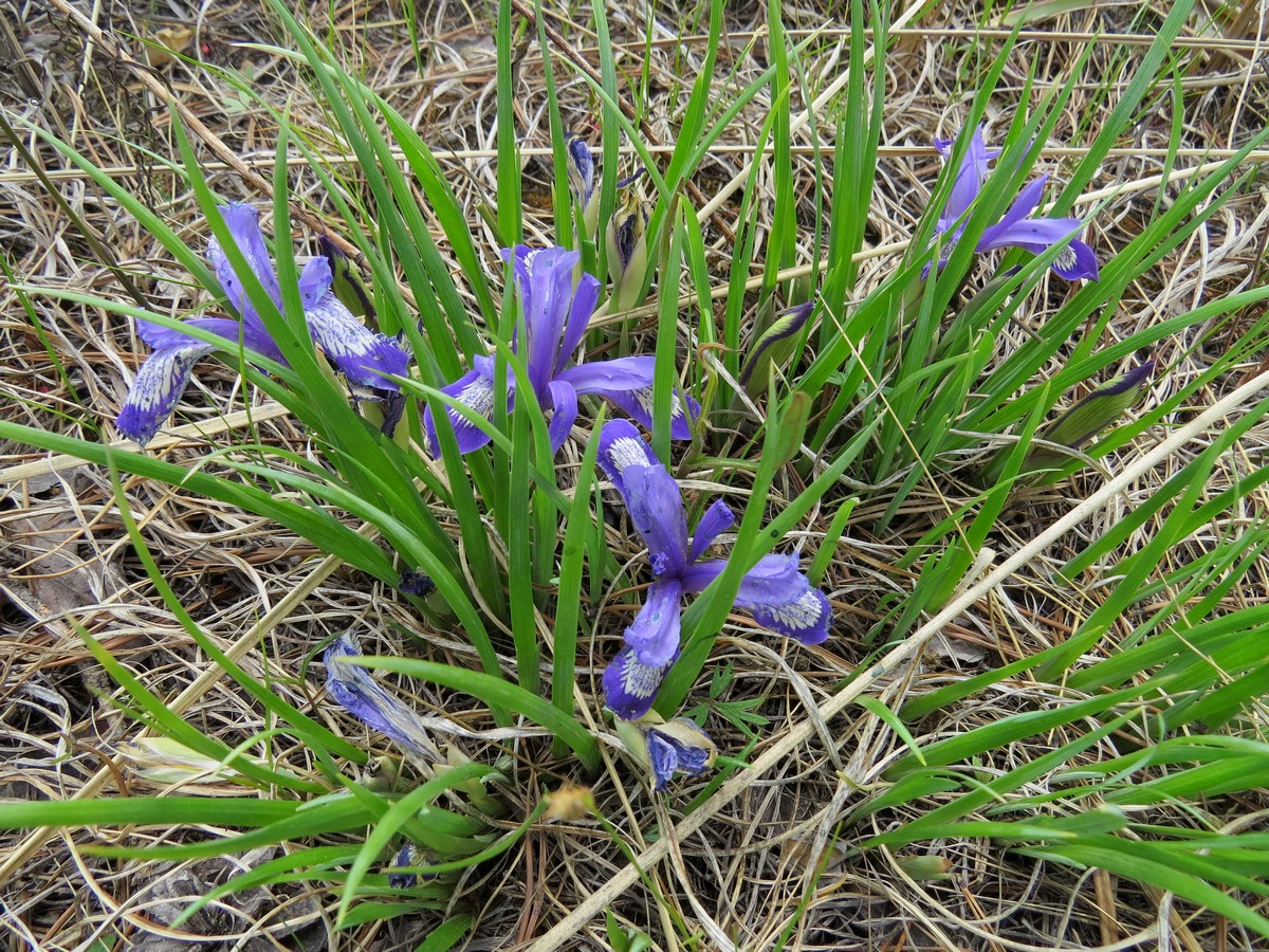 Изображение особи Iris ruthenica.