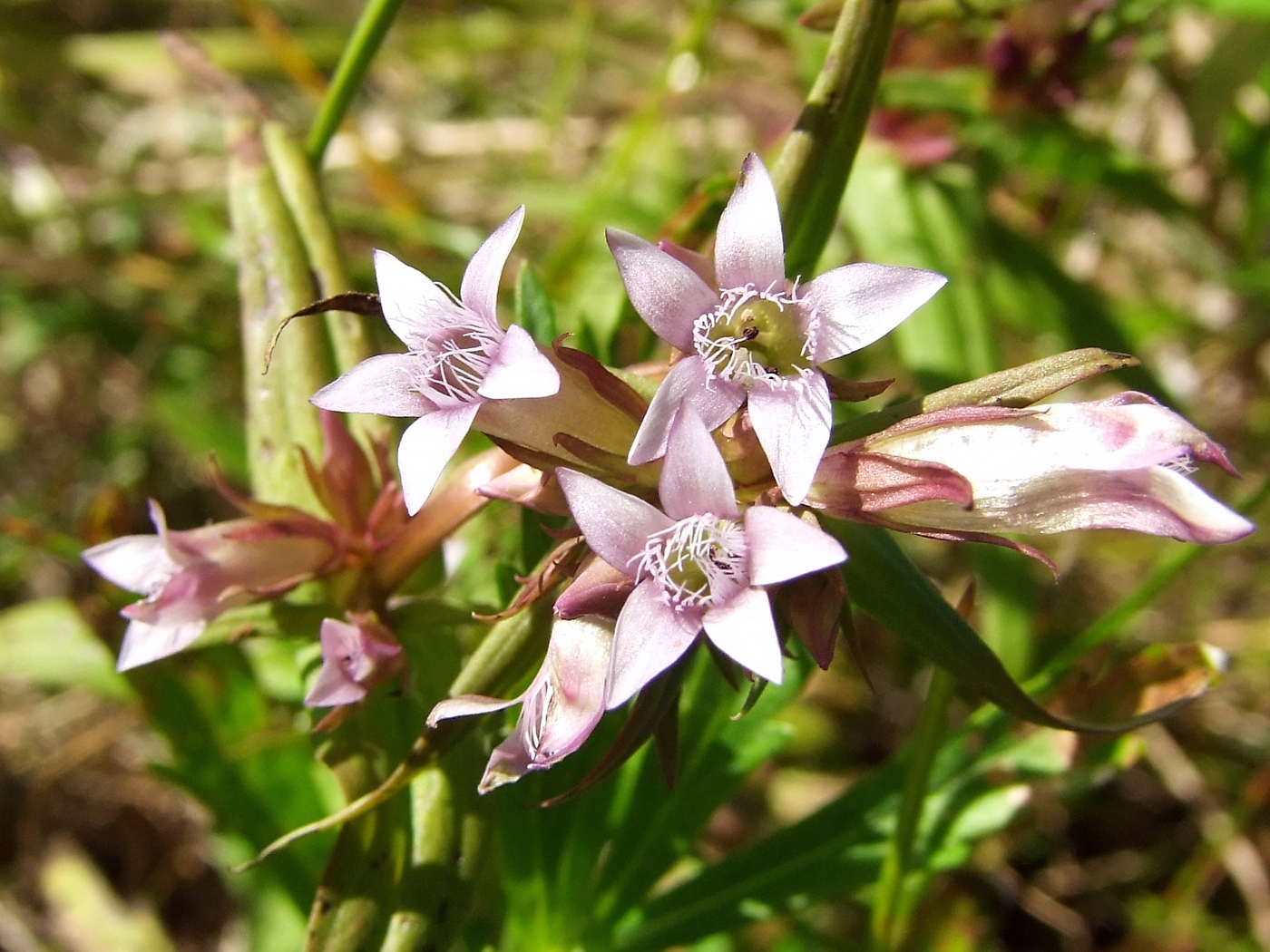 Image of Gentianella acuta specimen.