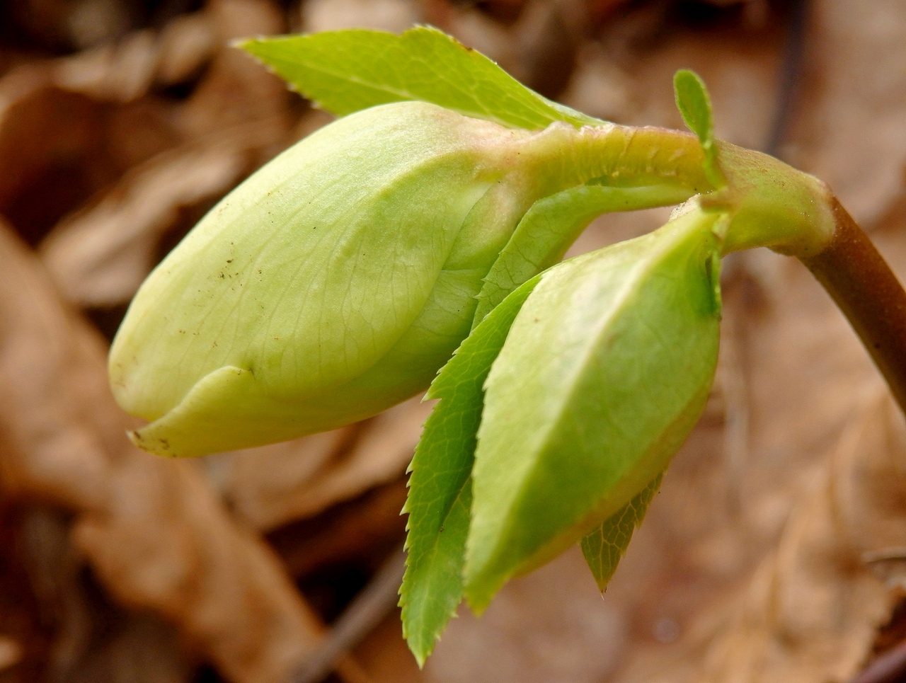 Image of Helleborus caucasicus specimen.