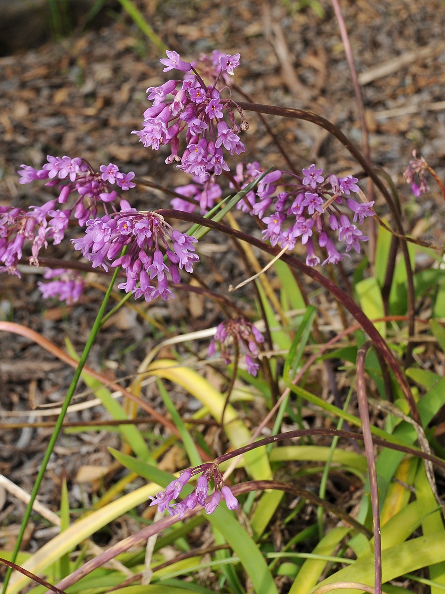 Изображение особи Tulbaghia simmleri.