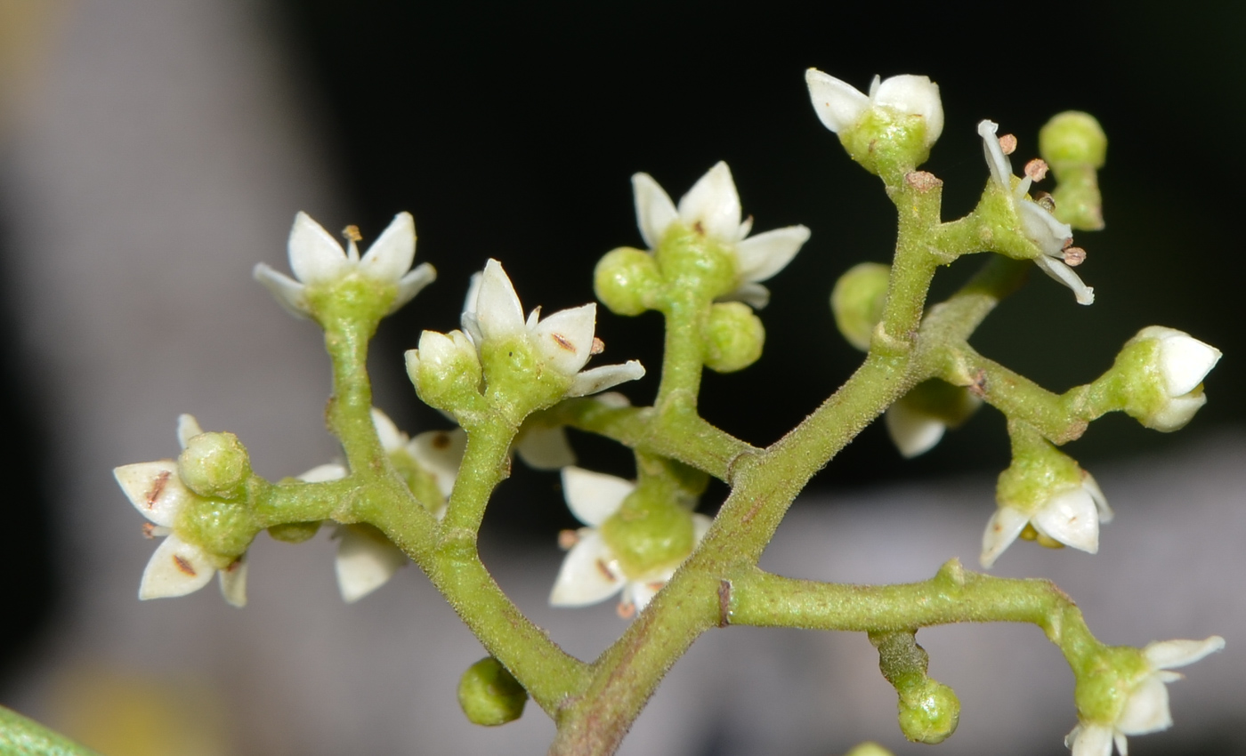 Image of Searsia lancea specimen.