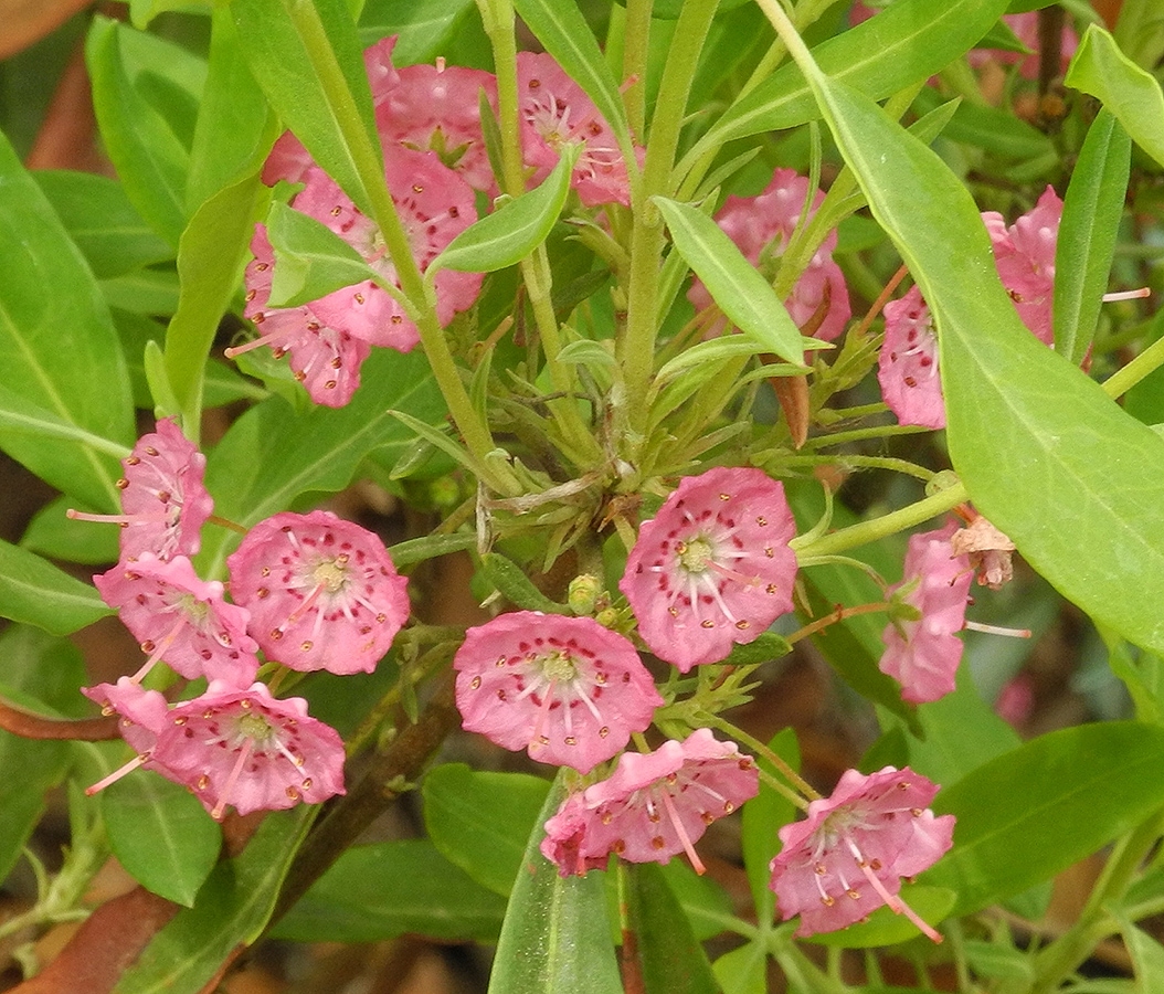 Image of Kalmia angustifolia specimen.