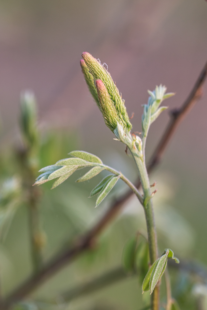 Изображение особи Amorpha fruticosa.