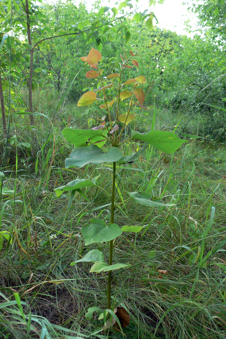 Изображение особи Populus tremula.