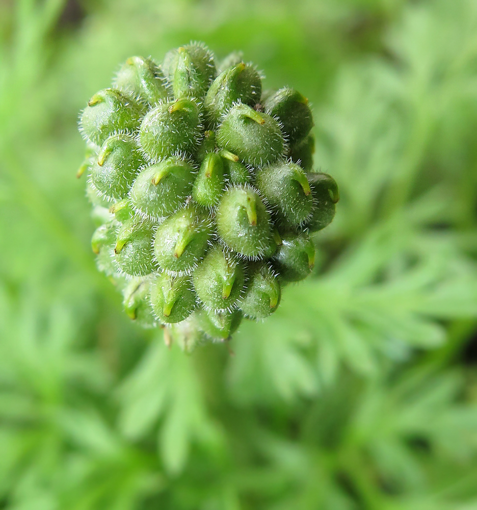 Image of Adonis amurensis specimen.