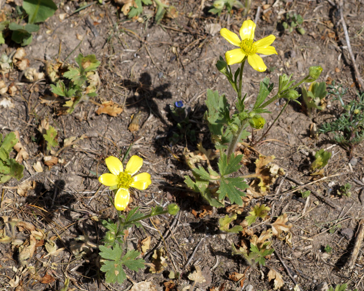 Изображение особи Ranunculus oxyspermus.