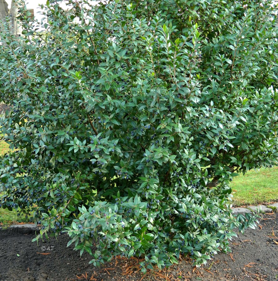 Image of Myrtus communis specimen.