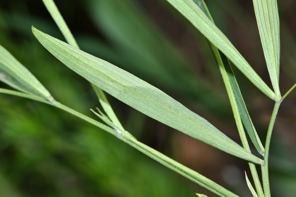 Изображение особи Lathyrus quinquenervius.