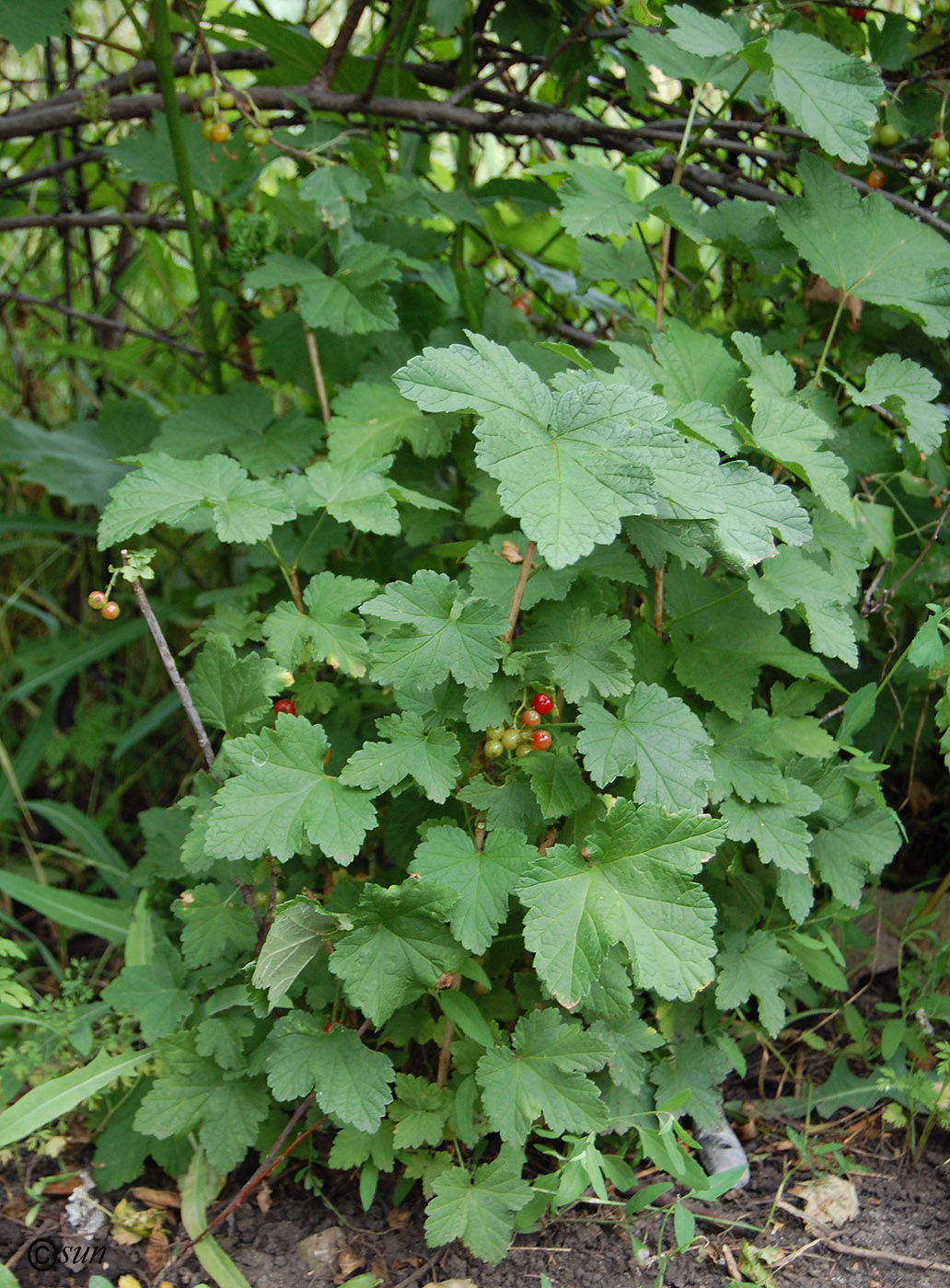 Image of genus Ribes specimen.