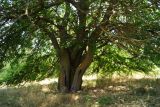 Morus alba