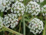 Cicuta virosa. Часть соцветия. Беларусь, г. Минск, Слепянская водная система, береговая растительность. 25.06.2017.