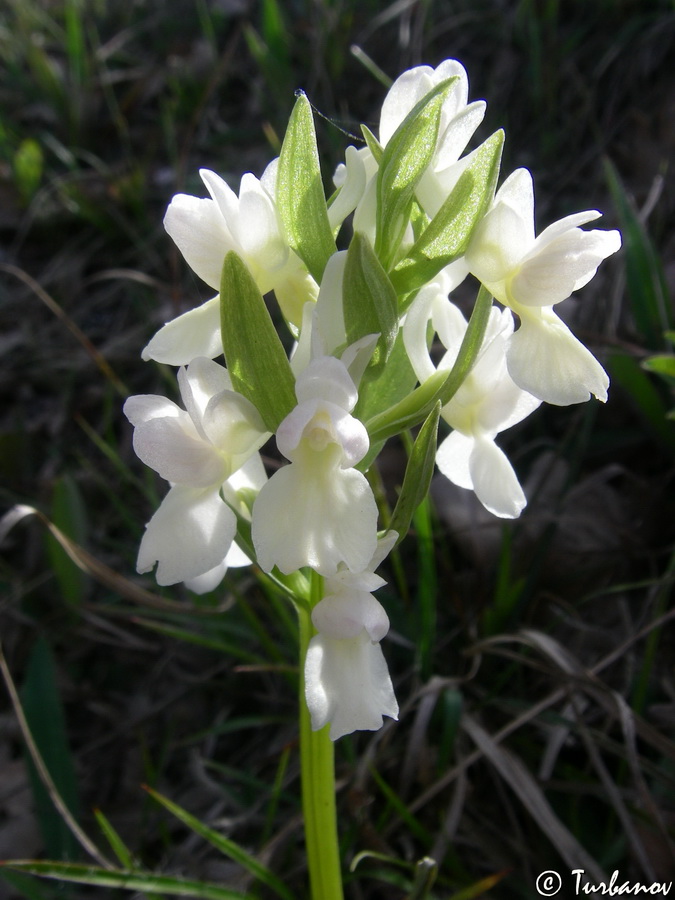 Image of Dactylorhiza romana specimen.