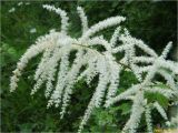 Aruncus sylvestris