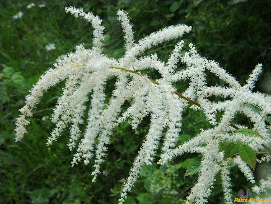 Изображение особи Aruncus sylvestris.