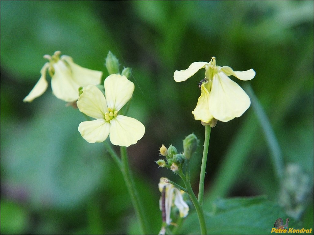 Изображение особи Raphanus raphanistrum.