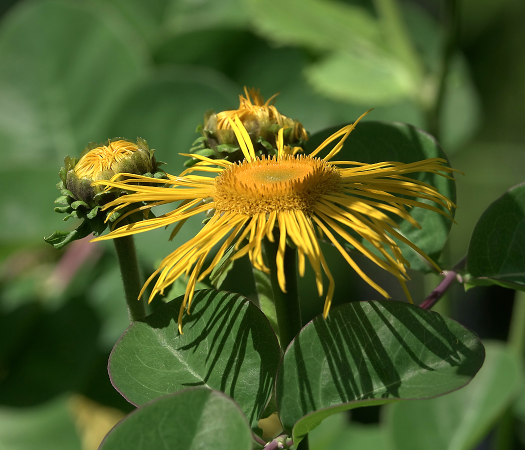 Изображение особи Telekia speciosa.