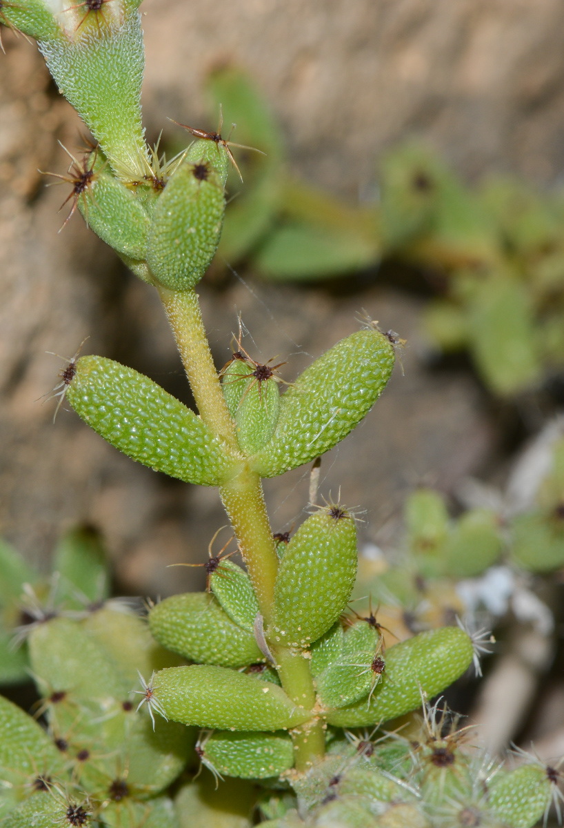 Image of genus Trichodiadema specimen.