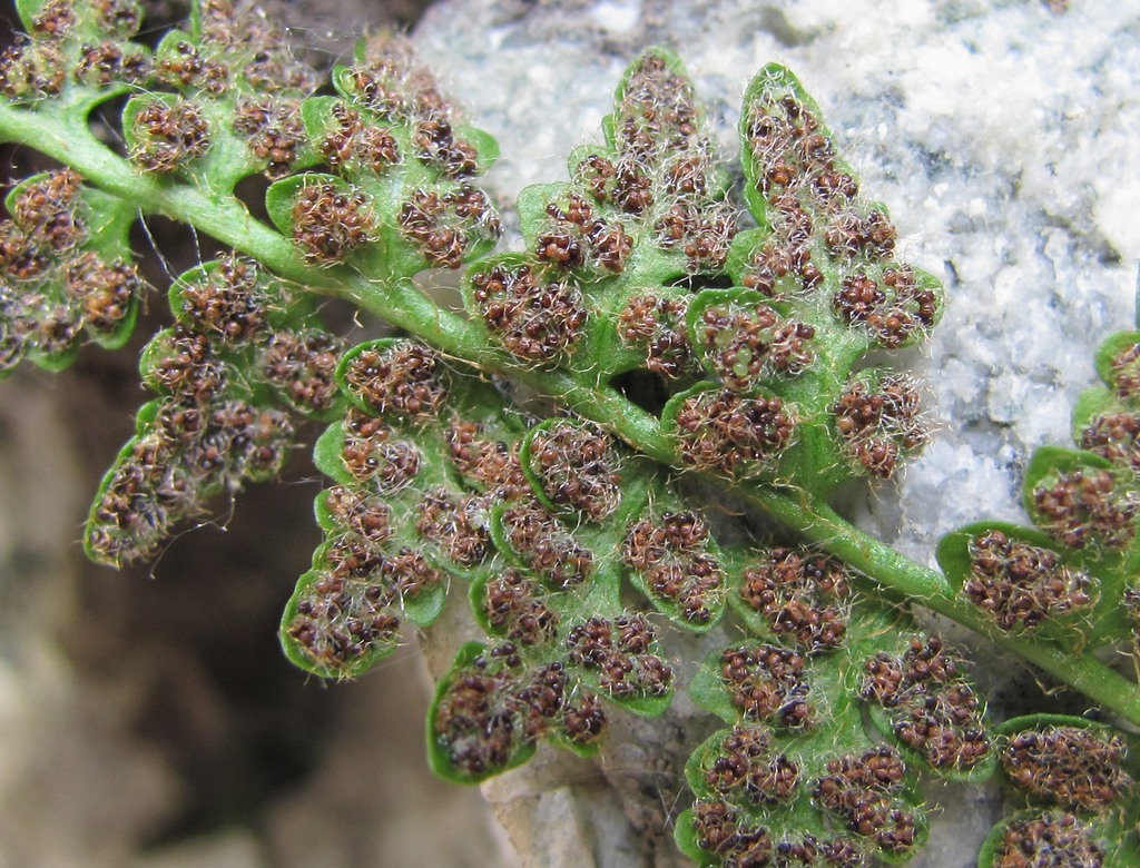 Image of Woodsia ilvensis specimen.