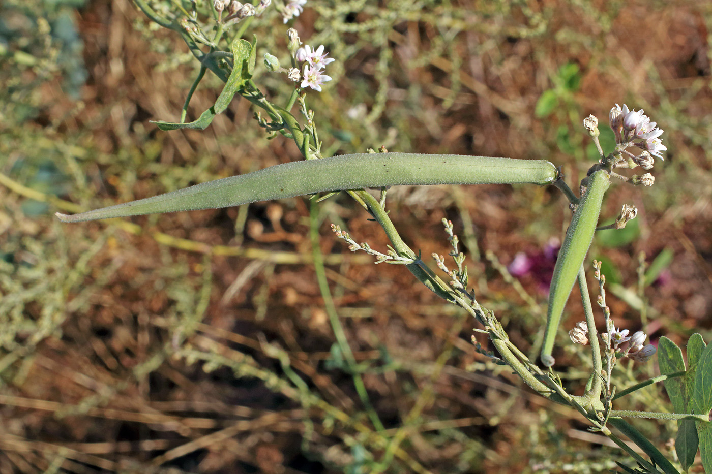 Image of Cynanchum sibiricum specimen.