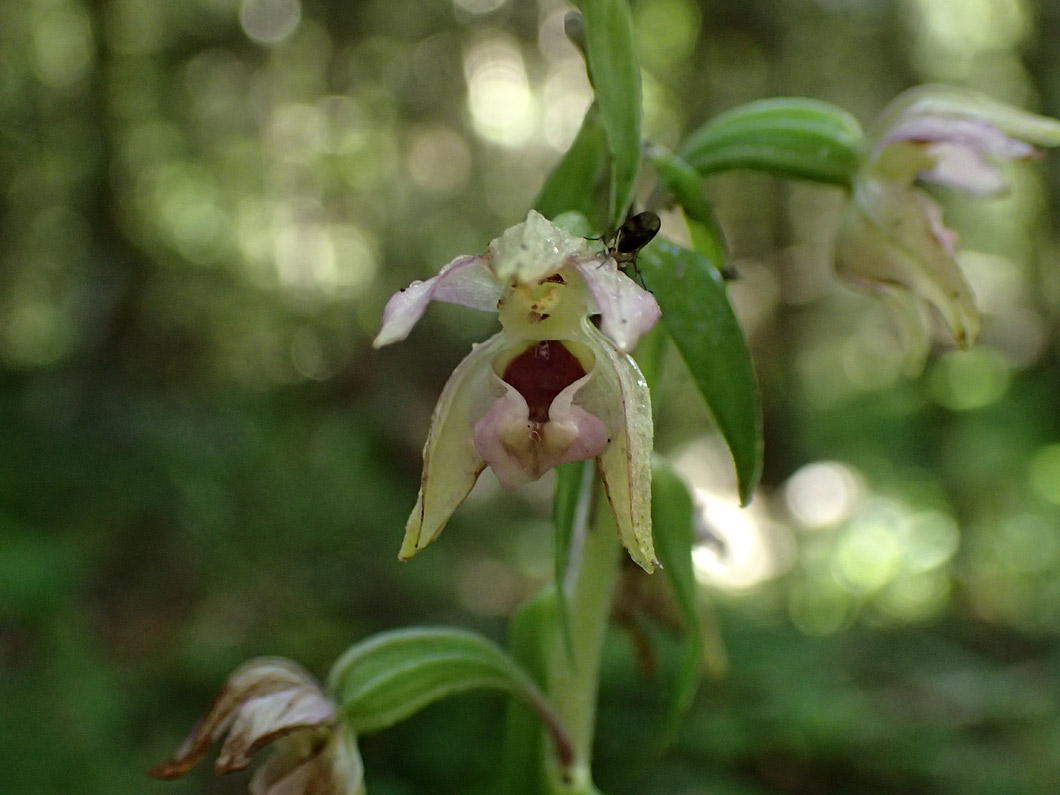 Изображение особи Epipactis helleborine.