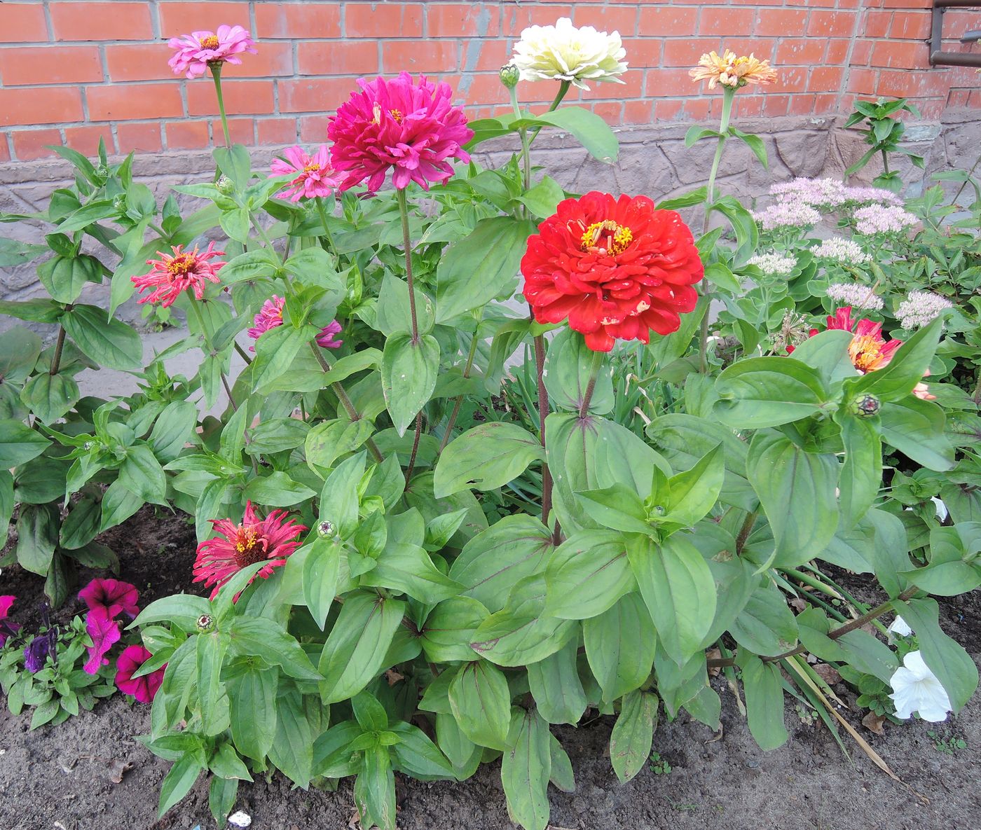 Изображение особи Zinnia elegans.