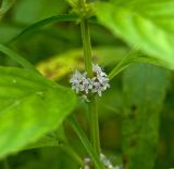 Mentha arvensis