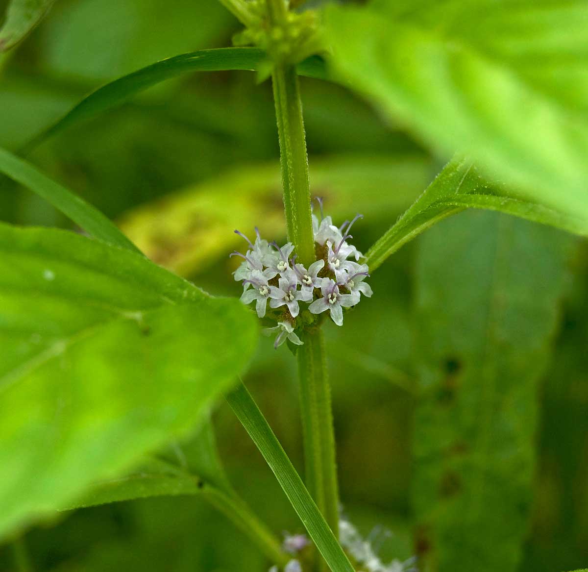 Изображение особи Mentha arvensis.