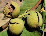 Juglans regia. Созревшие и растрескавшиеся плоды. Узбекистан, Ташкентская обл., зап. отр. Чаткальского хр., окр. кишлака Учтерак. 26.09.2017.