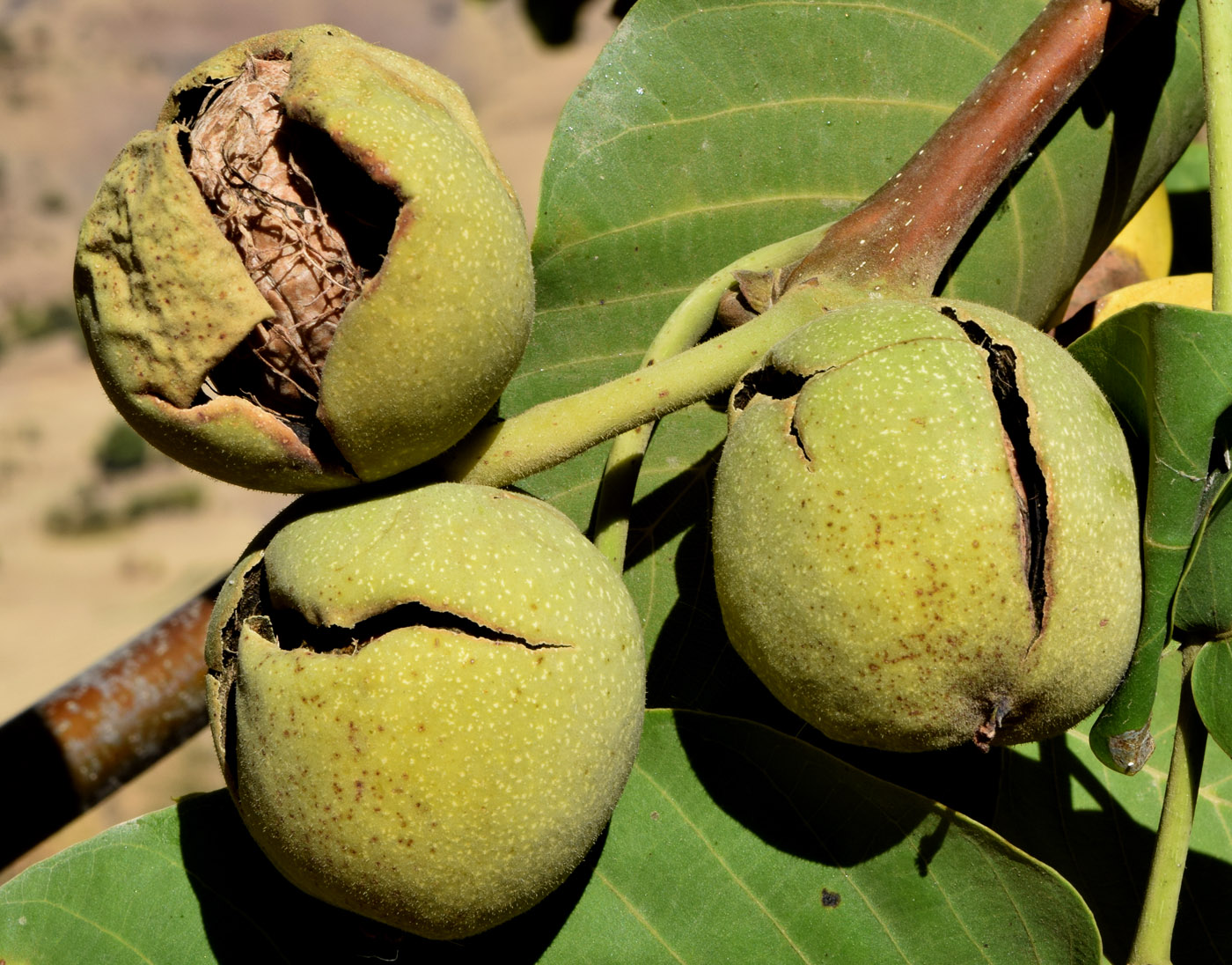 Изображение особи Juglans regia.