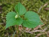 Viola uniflora. Верхушка плодоносящего растения. Республика Алтай, Шебалинский р-н, окр. с. Камлак, правый борт долины р. Сема, сосновый лес. 01.06.2017.