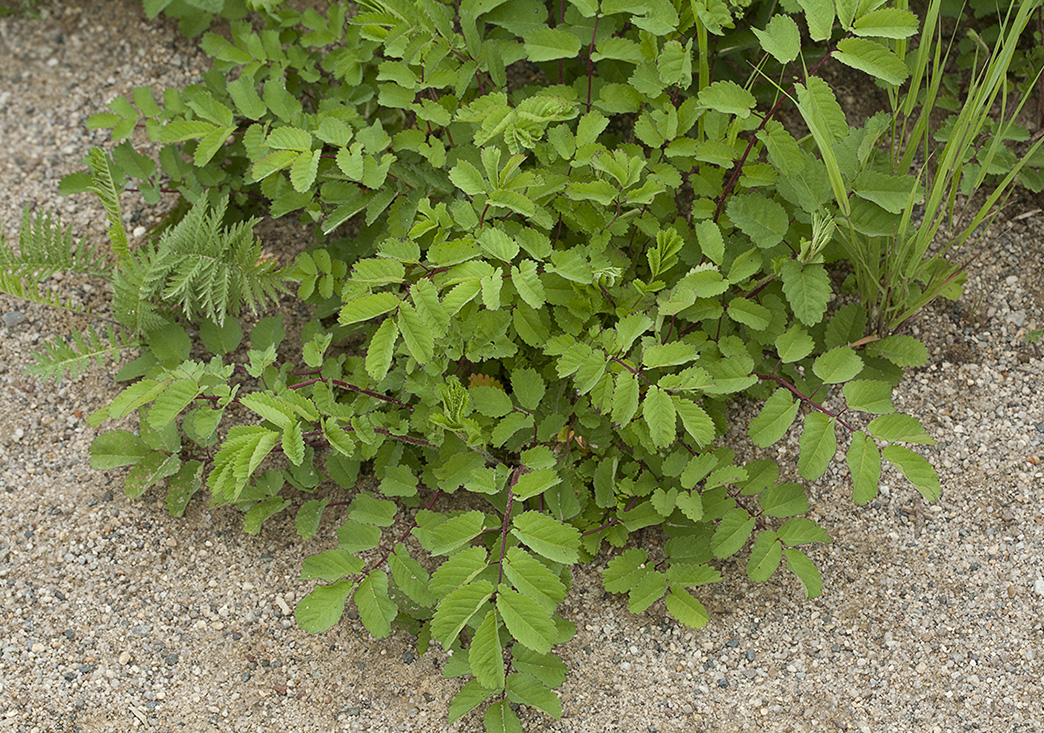 Изображение особи Sanguisorba stipulata.