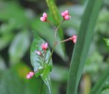 genus Truellum. Верхушка побега с соцветиями. Южный Китай, провинция Хунань, парк Zhangjiajie National Forest Park, берег ручья Золотой Кнут, лес. 5 октября 2017 г.