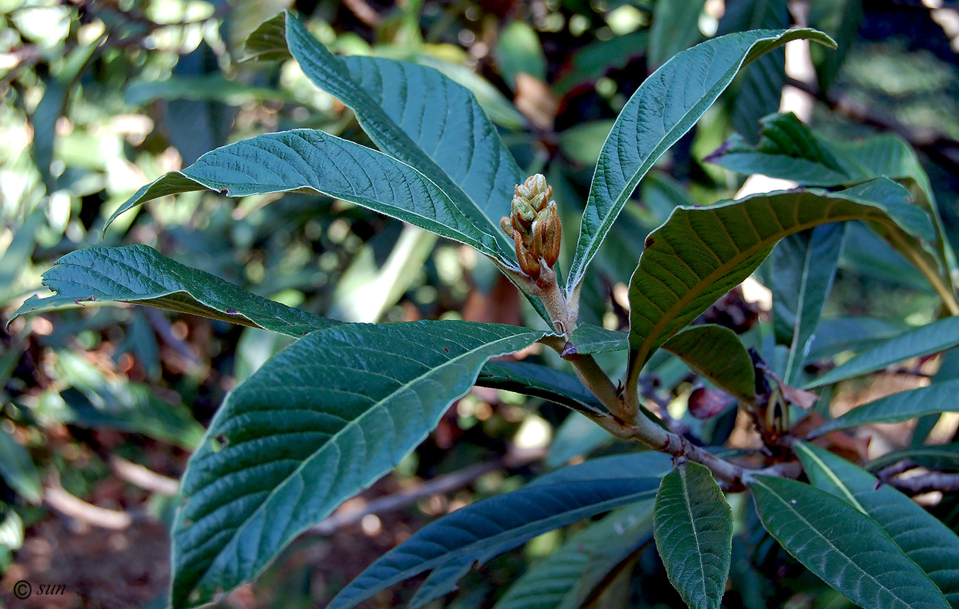 Image of Eriobotrya japonica specimen.