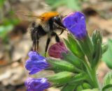 Pulmonaria obscura