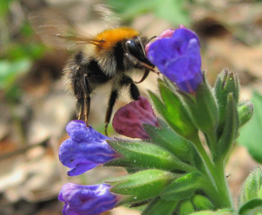 Image of Pulmonaria obscura specimen.
