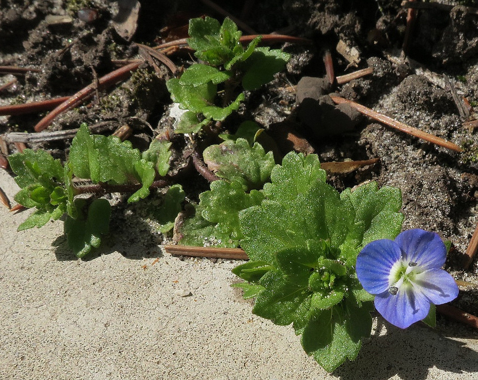 Image of Veronica persica specimen.