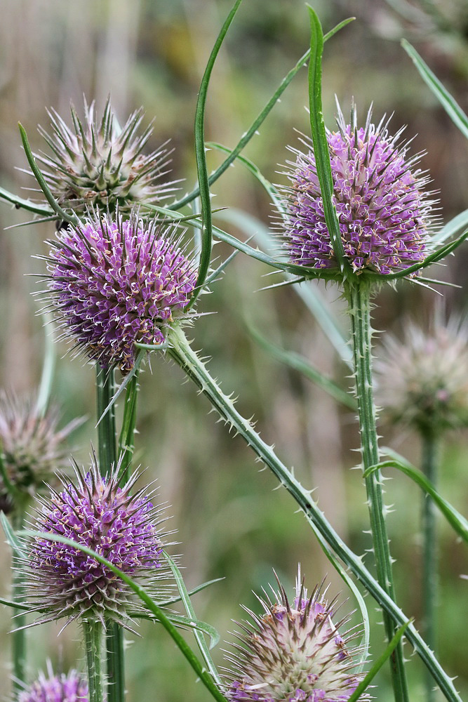 Изображение особи Dipsacus fullonum.