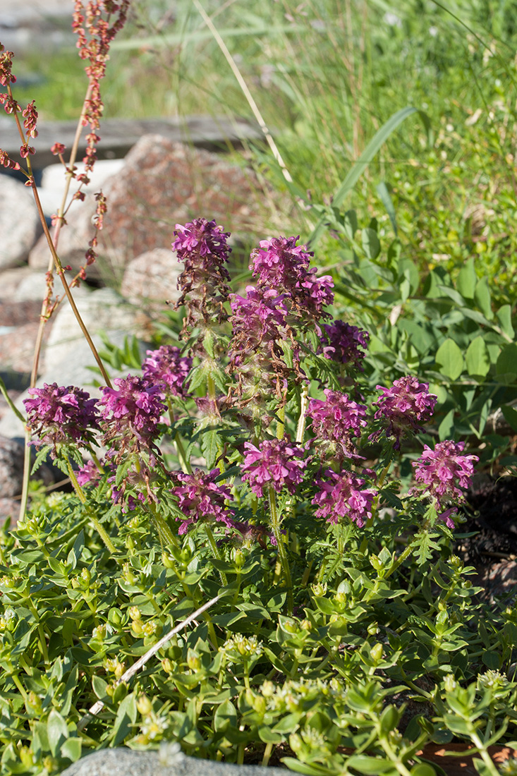 Image of Pedicularis verticillata specimen.