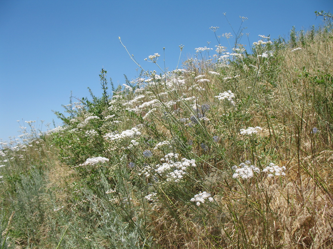 Image of Hyalolaena bupleuroides specimen.