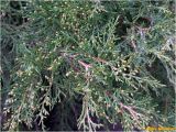 Juniperus sabina