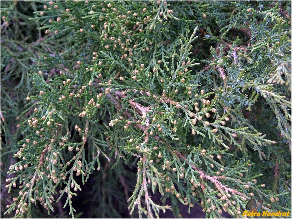 Image of Juniperus sabina specimen.