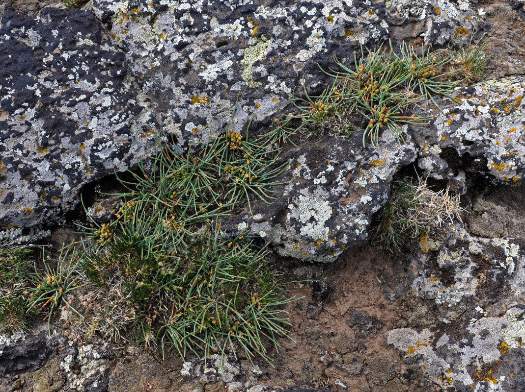 Изображение особи Ephedra monosperma.