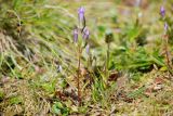 Gentianella propinqua. Цветущие растения. Чукотка, побережье бухты Провидения. 06.08.2014.