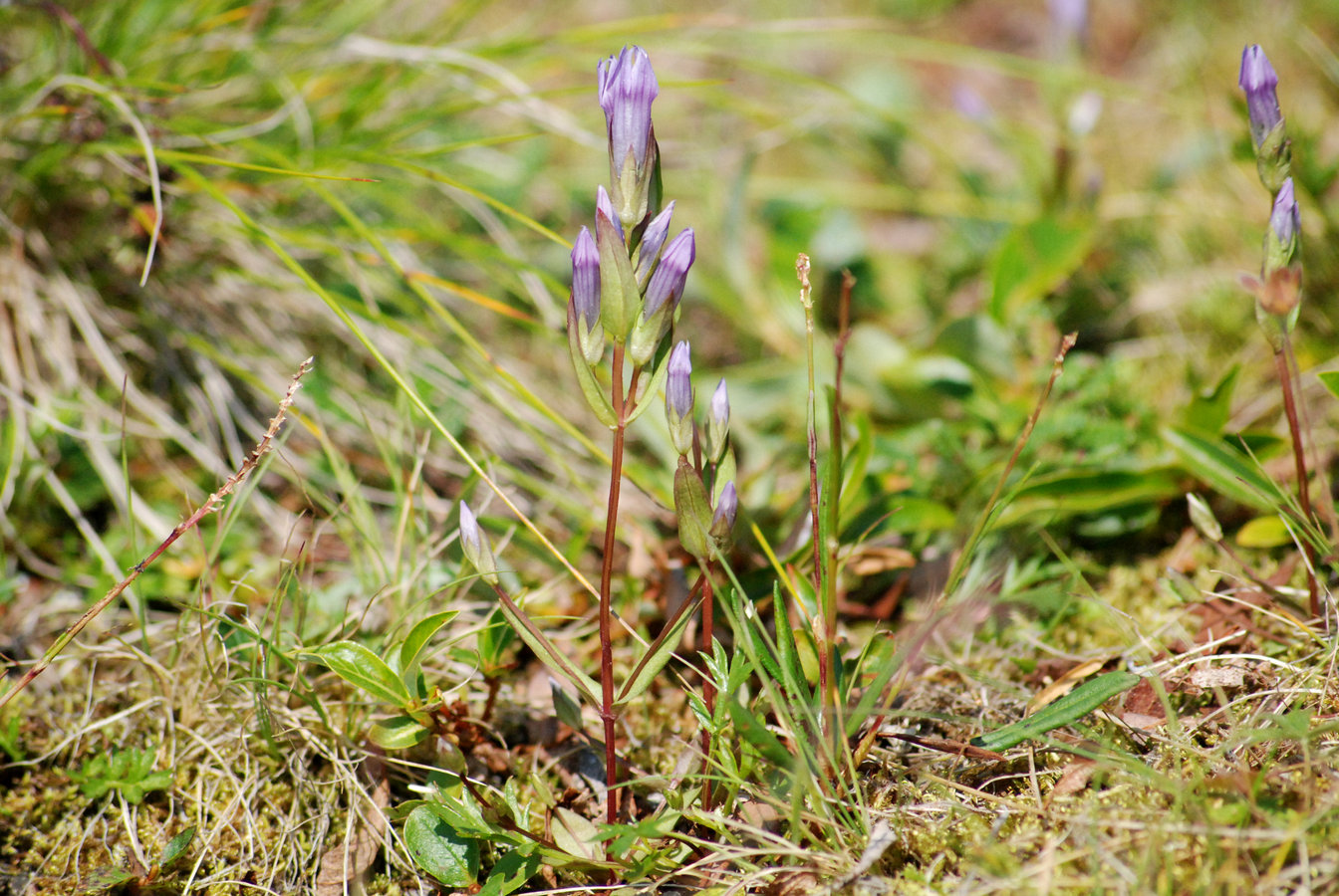 Image of Gentianella propinqua specimen.