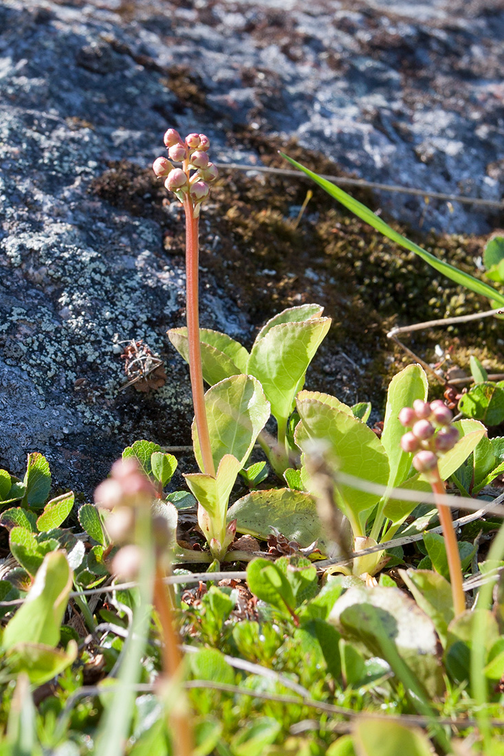 Image of Pyrola minor specimen.